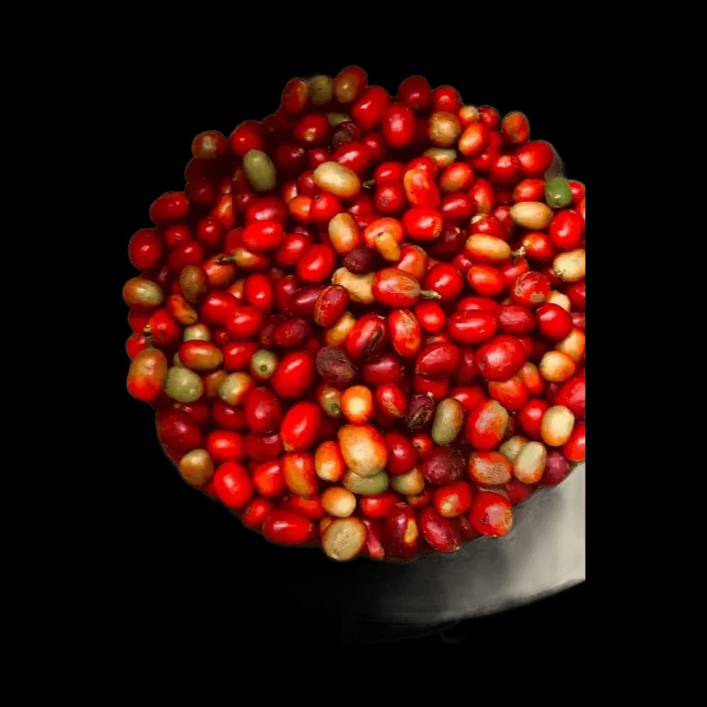 Representative freshly harvested coffee cherries